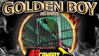 CUCAK IJO GOLDEN BOY ADI BASUKI AB CANARY !!!