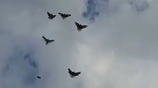 В выходные поднял птицу 03 06 2023 года