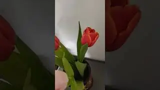 Пусть распускаются цветы🌷🌷🌷