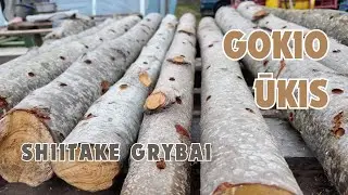 Shiitake grybai #6