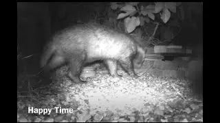 Oh Dear- Young Badger appears to check out the feeding station & update