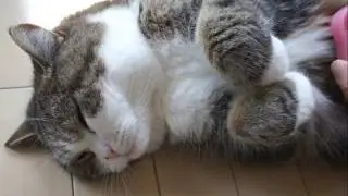 ブラッシングされるねこ３。-Brushing and Maru 3.-