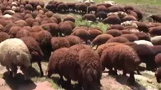 Georgian sheep for export from Georgia to all over the world 3 اغنام جورجية للبيع