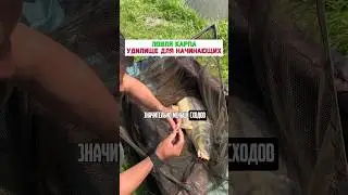 Какое удилище взять начинающему карпятнику? #карпфишинг