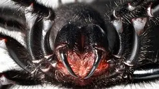 ТОП 10 САМЫХ ОПАСНЫХ ПАУКОВ В МИРЕ