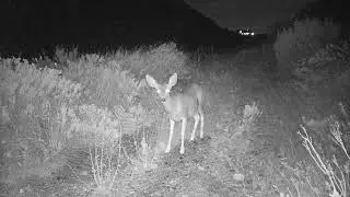 Coyote, Bobcat, and Deer! (Dana Point)