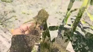Последний летний день!