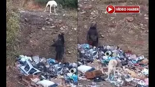 Gündüz Vakti Ayı İndi!