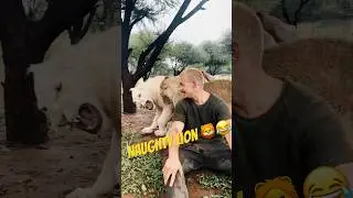 NAUGHTY LION! 🦁😂