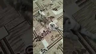 ну и конечно КОТИКИ!!! #котик #кошка #котики #кошки #кисонька