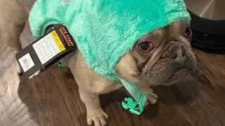 Spoiling Nurf 🥰 | @nurfthefrenchie