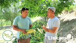 Liskam F1 / AGRO EXPORT GROUP