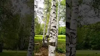 Заповедник в Ишимбайском районе. Башкирия. 🌱🌿☘️🍀Nature.