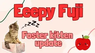 My Former Foster Kitten Fuji 🍎 is All Grown Up!