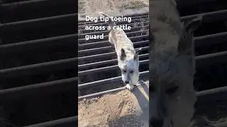 Dog tip toeing across a cattle guard