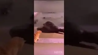 Что???