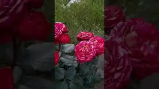 Немного вечерних роз.
