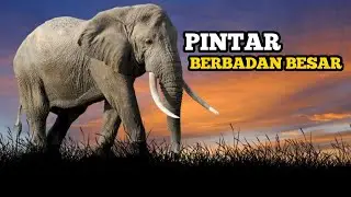 GAJAH / Cerita Di balik Tubuh Nya Yang Besar Tapi Begitu Pintar #TanganKita