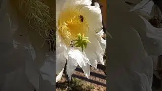 Dragon Fruit flower with bees.  10/13/2024