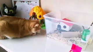 Хомяк и кошка. Кошка съест хомяка?