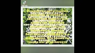 Цитрусовые ароматы. Аромастилистика