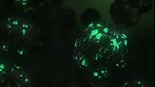 Bio luminescence video created with AE and element 3d