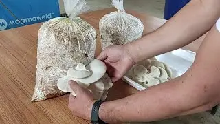 How to Grow Oyster Mushrooms Without Seeds, How To Grow Poplar Mushrooms