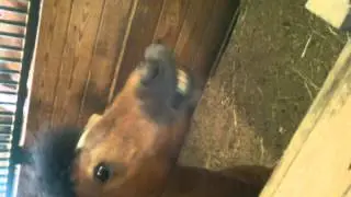 Horse making funny faces