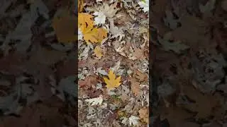 Остатки золота в лесу. Золотая осень.