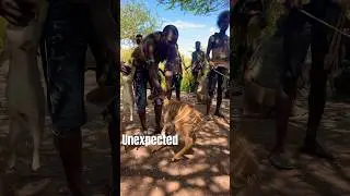 Hunters and  gatherers Get young Antelope alive 