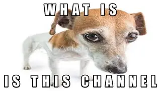 What's New, 𝑔𝑒𝓃𝒾𝓉𝒶𝓁𝒾𝒶 Cat?