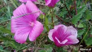 Hoşgeldin İLKBAHAR 🕊️🌱🐜🥀🐝🌼🐛🐞 DOĞAYLA BAŞBAŞA