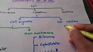 EASIEST WAY TO REMEMBER ALL THE COMPONENTS OF EUKARYOTIC CELL
