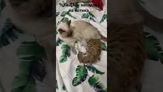 Нападение на бедного котика 😱 