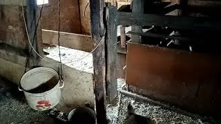 И снова ЧП. Ни свинья, а слон в посудной лавке.