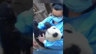 The bullied baby red panda 