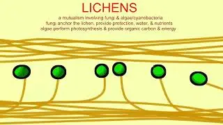 lichens as pioneer species in forming soil