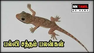 Lizard Sound Palangal in Tamil | Palli Sound Palan | NN Tamil