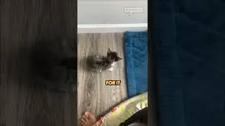 a very tiny CLINGY kitten 🥹🐱 #shorts #cat #catvideos #kitten
