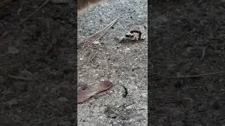 Cat VS Ant #shorts #cats #ants #epic