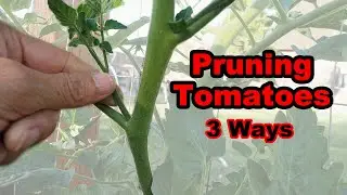Pruning Tomatoes 3 Ways