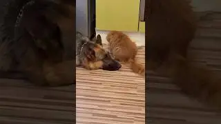 И так всегда 😂 #немецкаяовчарка #собака #germanshepherd #рыжийкот #животные #собаки