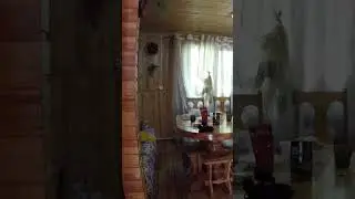 Усадьба Лебедь Турочак Республика Алтай Часть 318 #Shorts