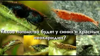 Синие и красные креветки в одном аквариуме. Какое потомство у них получится?