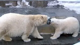 Мамин медвежонок