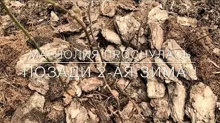 Магнолия Проснулась / 2- ая Зима Позади !