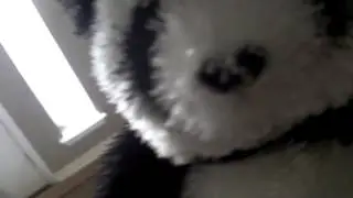 Webkinz experiment #1