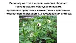 Абельмош, бамия. Общеукрепляющее, при отёках и инфекционных заболеваниях. Очитска лимфы.