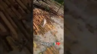 Increíble forma de pescar en hidalgo 😱😱😱
