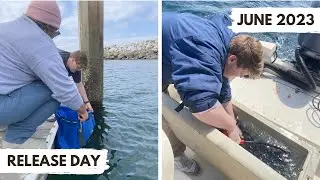 Release Day - June, 2023